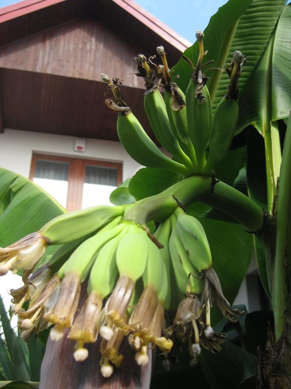 Pokoje Goscinne Pod Palmami Busko-Zdrój Exteriér fotografie